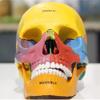 Anatomical Adult Skull Model, Colored PVC view 2