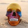 Anatomical Adult Skull Model, Colored PVC view 3