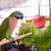 Bird Feeder Holder view 3