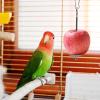 Bird Feeder Holder view 4
