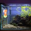 Aquarium Clip - Suction Cup Fish Feeder view 3