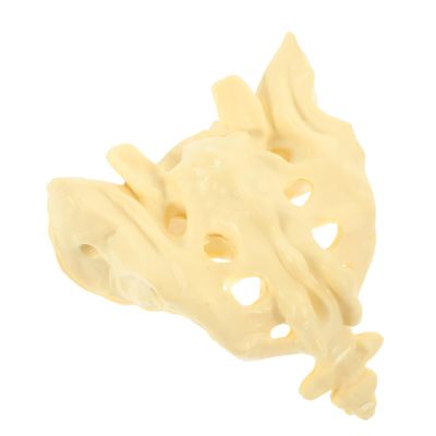 Sacrum Model, 1 Piece, PVC, for Anatomy Instruction