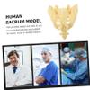 Sacrum Model, 1 Piece, PVC, for Anatomy Instruction view 4