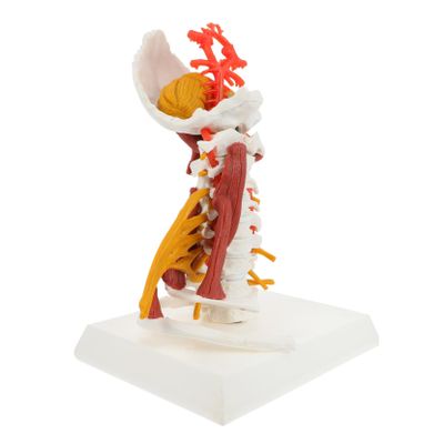 ABOOFAN Anatomical Cervical Spine Teaching Model, White PVC