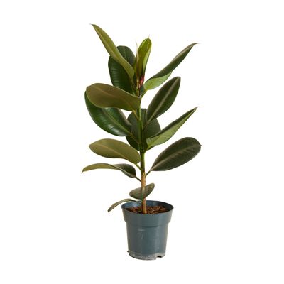 Bloomique Ficus elastica 'Robusta' Rubber Plant, Easy-Care, Air-Purifying, 50–60 cm, 17 cm Pot