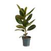 Bloomique Ficus elastica 'Robusta' Rubber Plant, Easy-Care, Air-Purifying, 50–60 cm, 17 cm Pot view 1