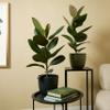 Bloomique Ficus elastica 'Robusta' Rubber Plant, Easy-Care, Air-Purifying, 50–60 cm, 17 cm Pot view 2