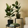 Bloomique Ficus elastica 'Robusta' Rubber Plant, Easy-Care, Air-Purifying, 50–60 cm, 17 cm Pot view 3