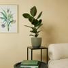 Bloomique Ficus elastica 'Robusta' Rubber Plant, Easy-Care, Air-Purifying, 50–60 cm, 17 cm Pot view 4