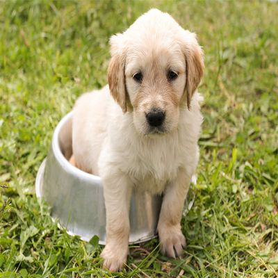 VGJM DIY 5D Diamond Painting by Number Kit, White Golden Retriever, 40 x 50 cm