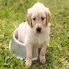 VGJM DIY 5D Diamond Painting by Number Kit, White Golden Retriever, 40 x 50 cm view 1