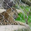 Stainless Steel Wire Mesh Fence for Gardens, Farms & Poultry view 2