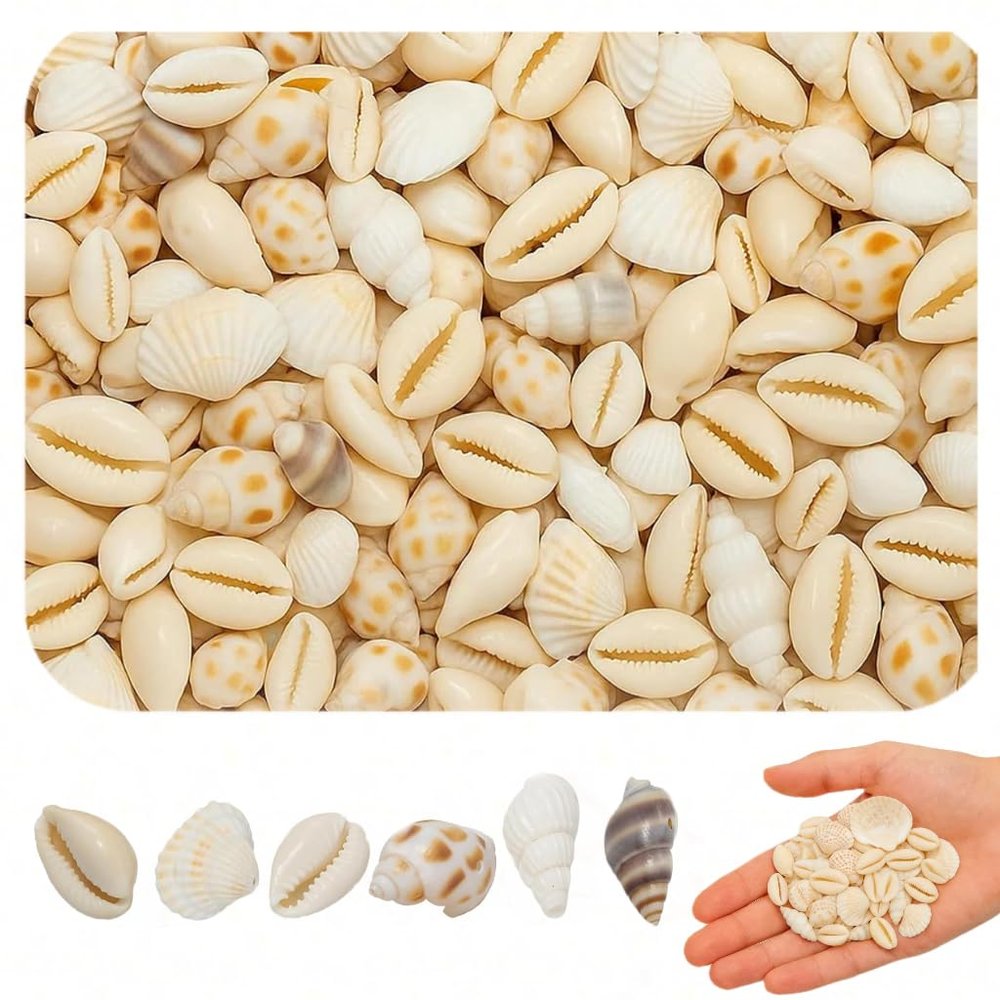 120 Natural Shells for Crafting