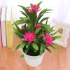 Artificial Plants - Realistic Indoor Flowers view 3