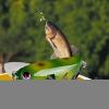 Artificial Cicada Bass Lure Crankbait view 3