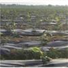 EURDFHY Agricultural Black Greenhouse Film, 0.8 m x 40 m view 4