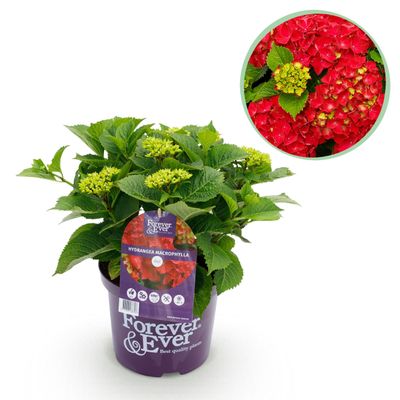 Hydrangea 'Forever & Ever' - Red - 7-12 Blooms - Patio Plant - 40-55 cm - 23 cm - Garden Plant