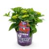 Hydrangea 'Forever & Ever' - Red - 7-12 Blooms - Patio Plant - 40-55 cm - 23 cm - Garden Plant view 2