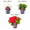 Hydrangea 'Forever & Ever' - Red - 7-12 Blooms - Patio Plant - 40-55 cm - 23 cm - Garden Plant view 4