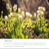 Edition Seidel Premium Calendar Dreamy Country Gardens 2026, DIN A3 Wall Calendar view 2
