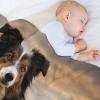 Border Collie Blanket, Warm Soft Flannel Fleece Throw, Sofa Blanket, Bedspread, 130 × 150 cm view 4