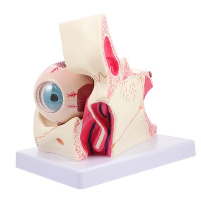 VALICLUD Enlarged Human Eye Model, 3x Magnification, with Removable PVC Parts
