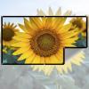NGBFF 60-Inch High-Brightness Portable Projector Screen view 2