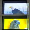 NGBFF 60-Inch High-Brightness Portable Projector Screen view 4