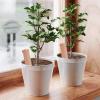 Plant Watering | 4-Piece Plant Waterers, Automatic Continuous-Drip System for Beds, Greenhouses, and Houseplants view 2