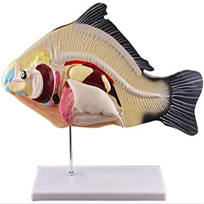 Fish Dissection Laboratory Model with Removable Viscera