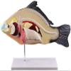 Fish Dissection Laboratory Model with Removable Viscera view 1