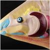 Fish Dissection Laboratory Model with Removable Viscera view 2