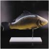 Fish Dissection Laboratory Model with Removable Viscera view 3