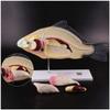 Fish Dissection Laboratory Model with Removable Viscera view 4