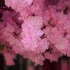 Artificial Cherry Blossom Tree, Sakura Tree, Indoor/Outdoor, Handcrafted, 1.5 x 1 m view 4