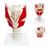 Anatomical Larynx Model, 3× Functional Human Larynx Model view 1