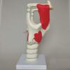 Anatomical Larynx Model, 3× Functional Human Larynx Model view 2