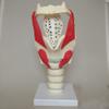 Anatomical Larynx Model, 3× Functional Human Larynx Model view 3