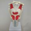 Anatomical Larynx Model, 3× Functional Human Larynx Model view 4