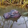 Hitburu Animal-Head Pool Floater, Floating Head Pond Decoration, Resin Animal Sculpture for Garden, Patio, Terrace and Backyard view 2