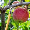 Adjustable Tree Branch Supports for Fruit Trees, Vines, and Climbing Plants view 2