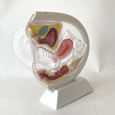Transparent Uterus Model for Menstrual Cup Demonstration