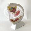 Transparent Uterus Model for Menstrual Cup Demonstration view 1