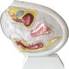 Transparent Uterus Model for Menstrual Cup Demonstration view 2