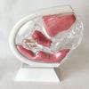 Transparent Uterus Model for Menstrual Cup Demonstration view 3