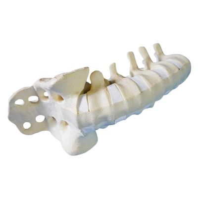 Lumbar Spine Model, Medical Anatomical Human Skeleton Bone Model, Natural