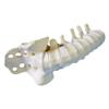 Lumbar Spine Model, Medical Anatomical Human Skeleton Bone Model, Natural view 1