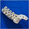 Lumbar Spine Model, Medical Anatomical Human Skeleton Bone Model, Natural view 2