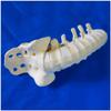 Lumbar Spine Model, Medical Anatomical Human Skeleton Bone Model, Natural view 3