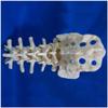 Lumbar Spine Model, Medical Anatomical Human Skeleton Bone Model, Natural view 4